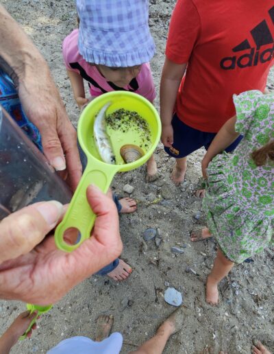 Une adulte sur une plage qui porte une petite épuisette verte dans laquelle il y a un coquillage et un petit poisson. On y voit les jambes des enfants qui l'entourent.